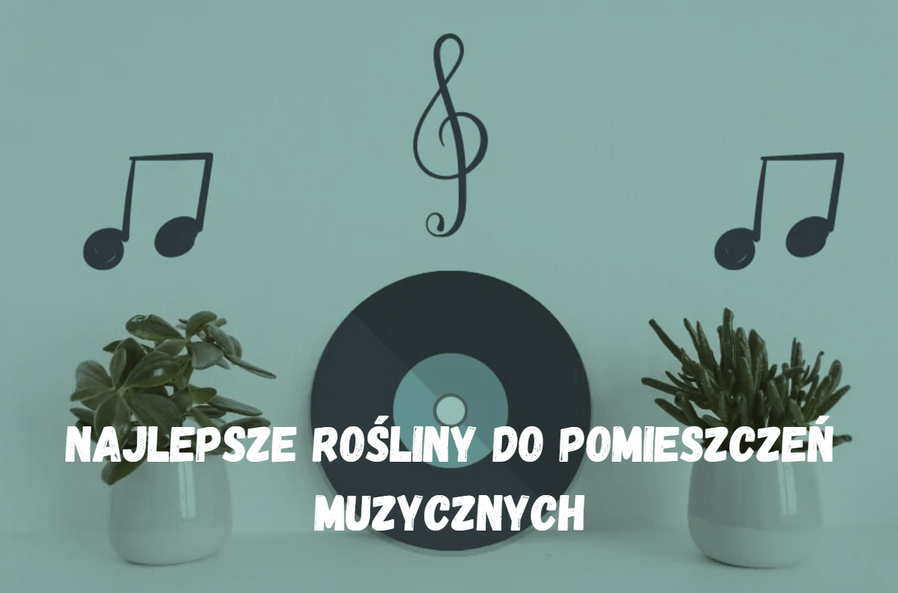 Najlepsze rośliny do pomieszczeń muzycznych – harmonia zieleni i dźwięków